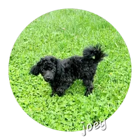 Joey , a male Havapoo for sale in Hamburg, PA – 2 of 3