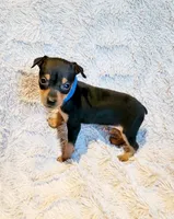 Prince , a male Miniature Pinscher for sale in Hamburg, PA – 2 of 4