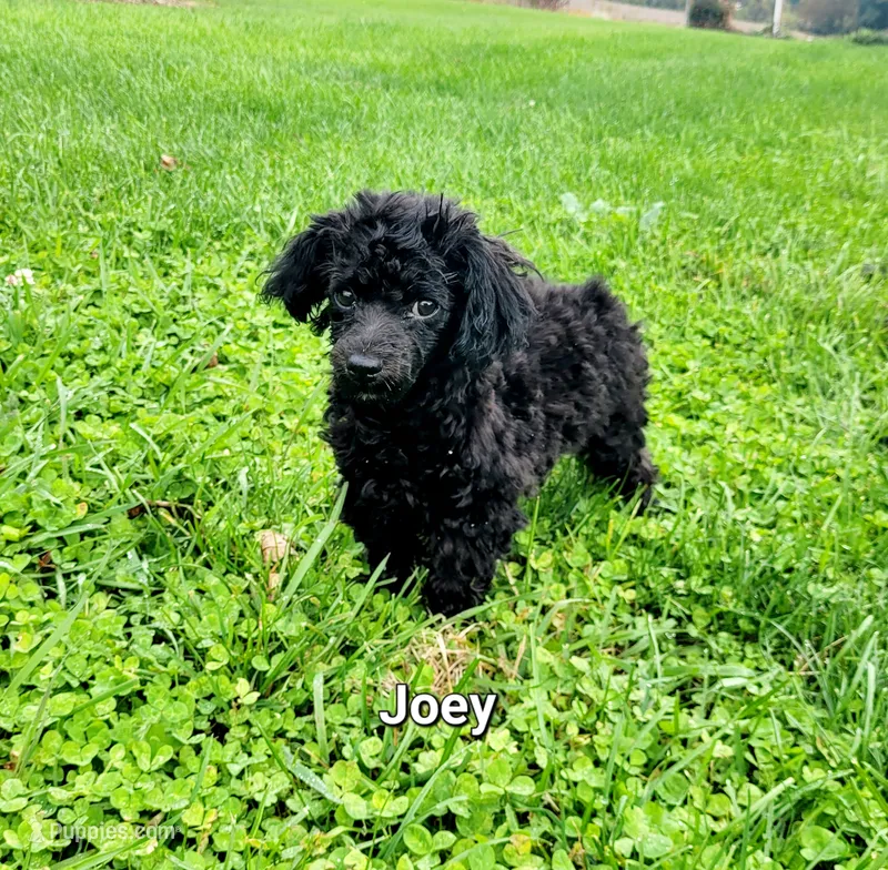 Joey  – Havapoo puppy for sale in Hamburg, PA