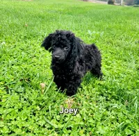 Joey , a male Havapoo for sale in Hamburg, PA – 1 of 3