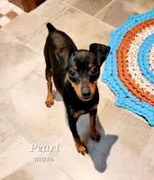 Paws, a male Miniature Pinscher for sale in Hamburg, PA – 6 of 8