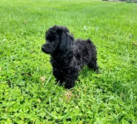 Joey , a male Havapoo for sale in Hamburg, PA – 3 of 3