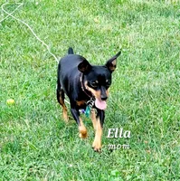 Cali , a female Miniature Pinscher for sale in Hamburg, PA – 2 of 3
