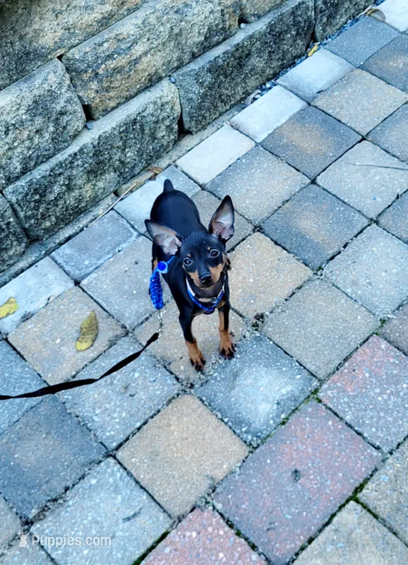 Paws, a male Miniature Pinscher for sale in Hamburg, PA – 1 of 8