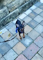 Paws, a male Miniature Pinscher for sale in Hamburg, PA – 1 of 8