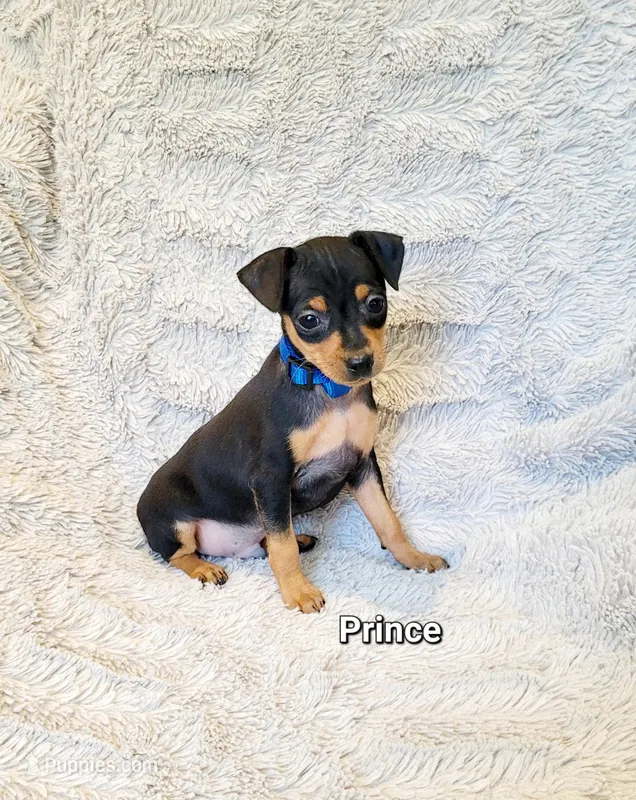 Prince  – Miniature Pinscher puppy for sale in Hamburg, PA