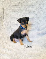 Prince , a male Miniature Pinscher for sale in Hamburg, PA – 1 of 4