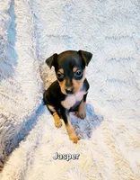 Jasper , a male Miniature Pinscher for sale in Hamburg, PA – 2 of 4