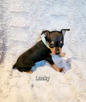 Lucky , a male Miniature Pinscher for sale in Hamburg, PA – 2 of 4