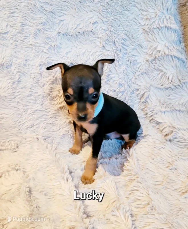 Lucky  – Miniature Pinscher puppy for sale in Hamburg, PA