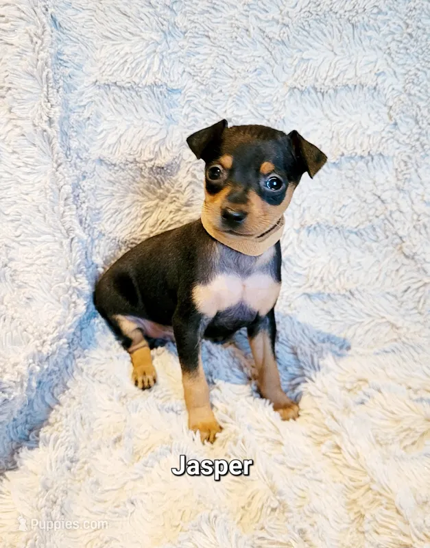Jasper  – Miniature Pinscher puppy for sale in Hamburg, PA