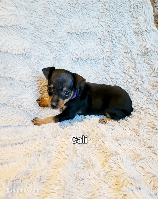 Cali  – Miniature Pinscher puppy for sale in Hamburg, PA