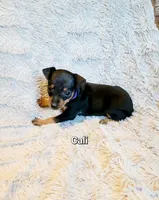 Cali , a female Miniature Pinscher for sale in Hamburg, PA – 1 of 3