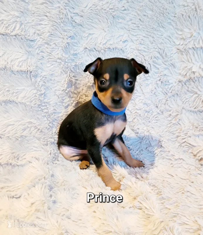 Prince  – Miniature Pinscher puppy for sale in Hamburg, PA