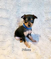 Prince , a male Miniature Pinscher for sale in Hamburg, PA – 1 of 4