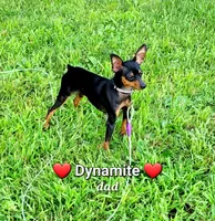 Paws, a male Miniature Pinscher for sale in Hamburg, PA – 7 of 8