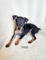 Paws, a male Miniature Pinscher for sale in Hamburg, PA – 5 of 8