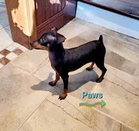 Paws, a male Miniature Pinscher for sale in Hamburg, PA – 2 of 8