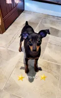 Paws, a male Miniature Pinscher for sale in Hamburg, PA – 4 of 8