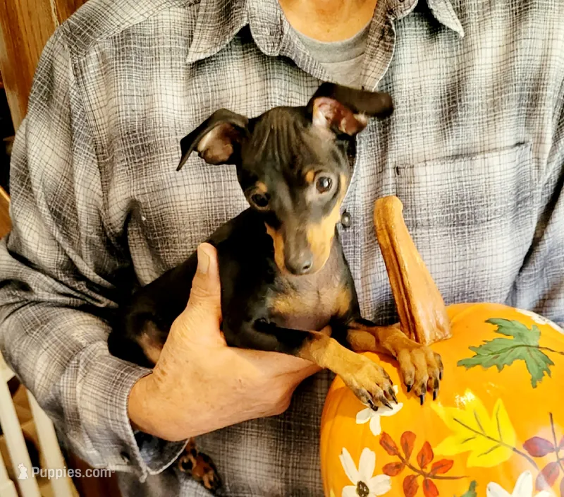 Paws – Miniature Pinscher puppy for sale in Hamburg, PA