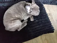 Piglet, a male French Bulldog for sale in Lincoln Park, MI – Photo 2 of 2