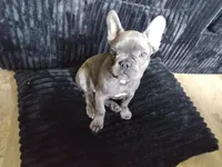 Piglet, a male French Bulldog for sale in Lincoln Park, MI – Photo 1 of 2