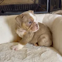 Josie , a female English Bulldog for sale in Houston, TX – 2 of 4