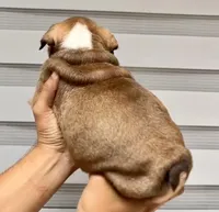 Artemis , a female English Bulldog for sale in Houston, TX – 4 of 4