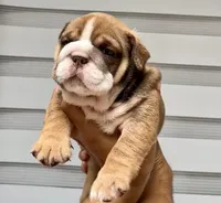 Artemis , a female English Bulldog for sale in Houston, TX – 2 of 4