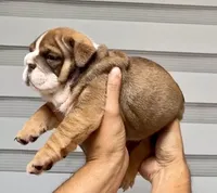 Artemis , a female English Bulldog for sale in Houston, TX – 3 of 4