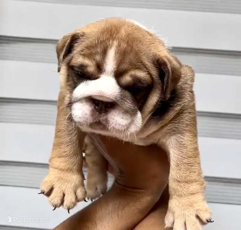 Artemis  – English Bulldog puppy for sale in Houston, TX