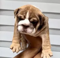Artemis , a female English Bulldog for sale in Houston, TX – 1 of 4