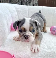 🇬🇧 Bella 🎀, a female English Bulldog for sale in Houston, TX – Photo 4 of 4