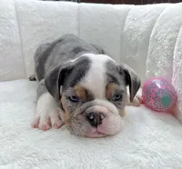 🇬🇧 Bella 🎀, a female English Bulldog for sale in Houston, TX – Photo 2 of 4