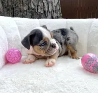 🇬🇧 Bella 🎀, a female English Bulldog for sale in Houston, TX – Photo 3 of 4