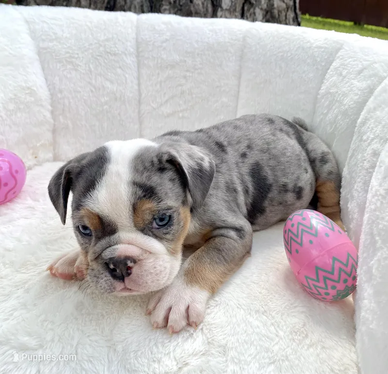 🇬🇧 Bella 🎀 – English Bulldog puppy for sale in Houston, TX
