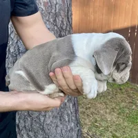 🇬🇧 Tyson , a male English Bulldog for sale in Houston, TX – Photo 4 of 4