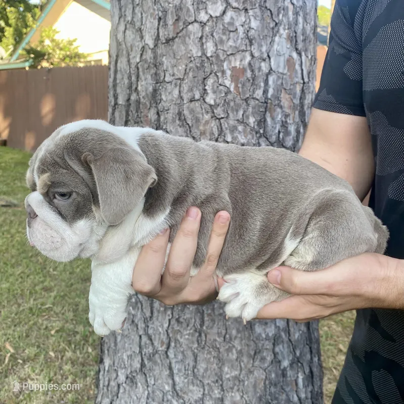 🇬🇧 Tyson  – English Bulldog puppy for sale in Houston, TX