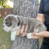 🇬🇧 Tyson , a male English Bulldog for sale in Houston, TX – Photo 1 of 4