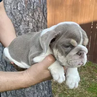 🇬🇧 Tyson , a male English Bulldog for sale in Houston, TX – Photo 2 of 4