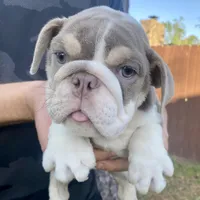 🇬🇧 Tyson , a male English Bulldog for sale in Houston, TX – Photo 3 of 4