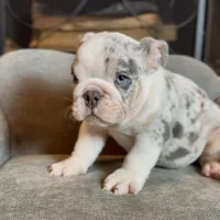 Snow , a male English Bulldog for sale in Houston, TX – 3 of 5