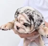 Rocky , a female English Bulldog for sale in Houston, TX – 2 of 2