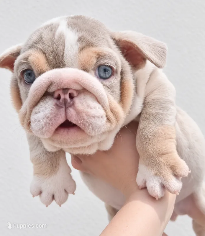Chanel  – English Bulldog puppy for sale in Houston, TX