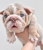 Chanel , a female English Bulldog for sale in Houston, TX – 1 of 2