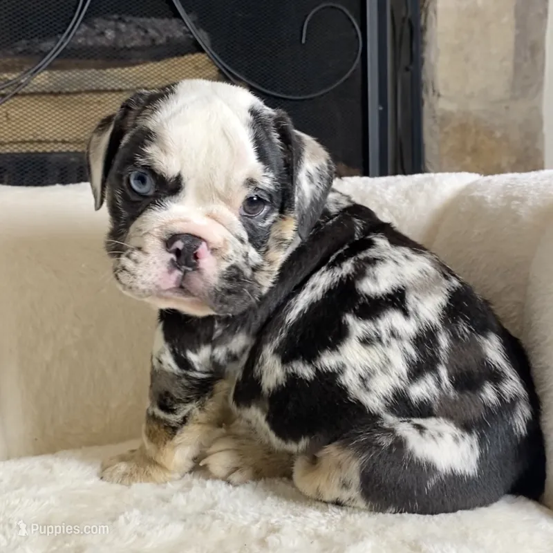 Ghost  – English Bulldog puppy for sale in Houston, TX
