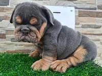 Ruby , a female English Bulldog for sale in Houston, TX – 3 of 4