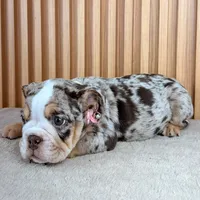 Millie , a female English Bulldog for sale in Houston, TX – 3 of 3