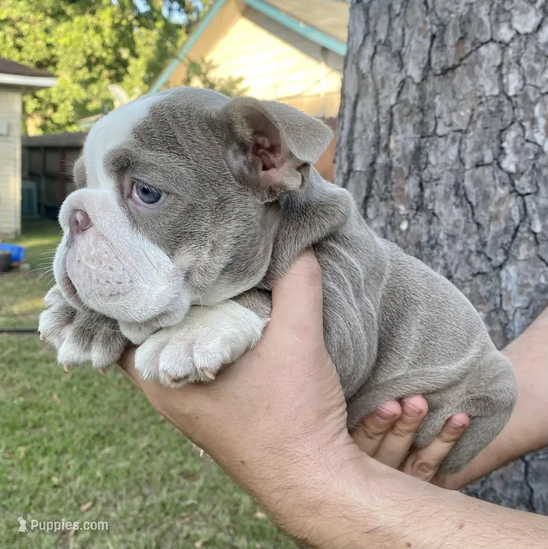 🇬🇧 Fendi  – English Bulldog puppy for sale in Houston, TX
