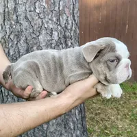 🇬🇧 Fendi , a female English Bulldog for sale in Houston, TX – Photo 3 of 4